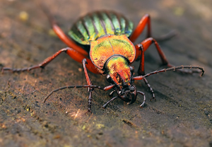 Goldglänzender Laufkäfer (Carabus auronitens), 26.01.2008