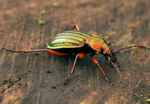 Goldglänzender Laufkäfer (Carabus auronitens), 26.01.2008