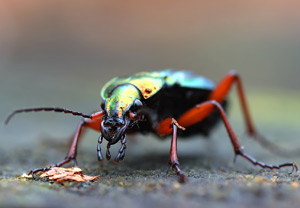 Goldglänzender Laufkäfer (Carabus auronitens) – Foto 5