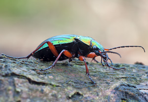 Goldglänzender Laufkäfer (Carabus auronitens), 18.03.2012