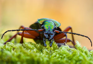 Goldglänzender Laufkäfer (Carabus auronitens) – Foto 1