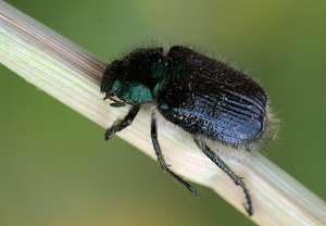 Gartenlaubkäfer (Phyllopertha horticola) – Foto 2