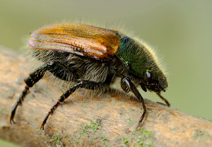 Gartenlaubkäfer (Phyllopertha horticola) – Foto 3