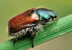 Gartenlaubkäfer (Phyllopertha horticola) – Foto 4