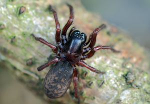 Erdfinsterspinne (Coelotes terrestris) &ndash; Foto 1