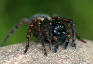 Fensterspinne (Amaurobius fenestralis) &ndash; Foto 2