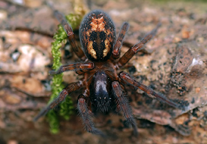 Fensterspinne (Amaurobius fenestralis) &ndash; Foto 1
