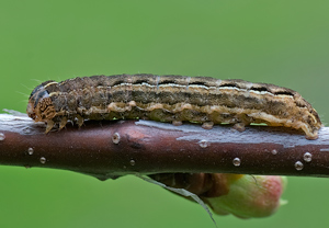 Braune Spätsommer-Bodeneule (Xestia xanthographa) – Foto 2