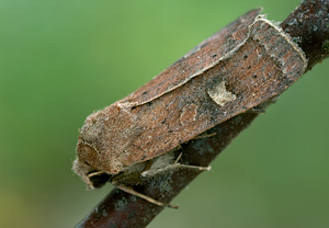 Braune Spätsommer-Bodeneule (Xestia xanthographa) – Foto 3