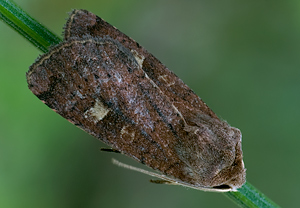 Braune Spätsommer-Bodeneule (Xestia xanthographa) – Foto 4
