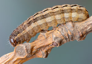 Braune Spätsommer-Bodeneule (Xestia xanthographa), 24.03.2019