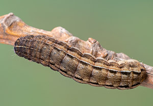 Braune Spätsommer-Bodeneule (Xestia xanthographa), 24.03.2019