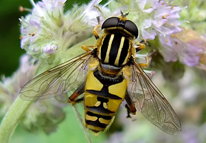 Gemeine Sumpfschwebefliege (Helophilus pendulus)