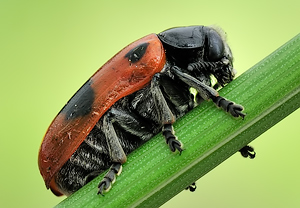 Ameisen-Sackkäfer (Clytra laeviuscula) – Foto 2