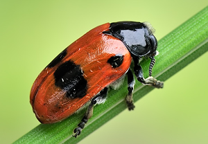 Ameisen-Sackkäfer (Clytra laeviuscula) – Foto 3