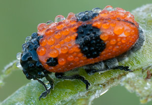 Ameisen-Sackkäfer (Clytra laeviuscula) – Foto 4