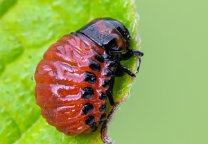 Kartoffelkäfer (Leptinotarsa decemlineata), 13.07.2020, Wyry