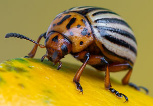 Kartoffelkäfer (Leptinotarsa decemlineata), 11.06.2019