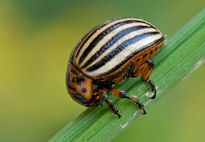 Kartoffelkäfer (Leptinotarsa decemlineata)