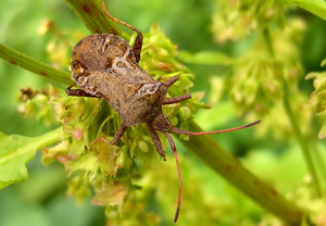 Lederwanze (Coreus marginatus) – Foto 2