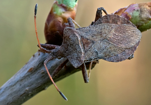 Lederwanze (Coreus marginatus) – Foto 3