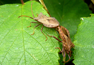 Lederwanze (Coreus marginatus) – Foto 4