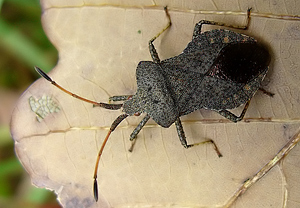 Lederwanze (Coreus marginatus)