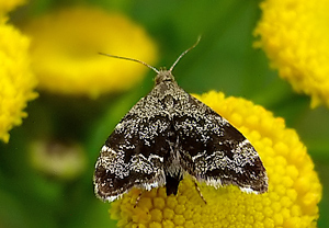 Anthophila fabriciana – Foto 1