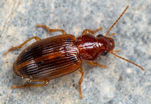Bradycellus verbasci, 12.07.2019
