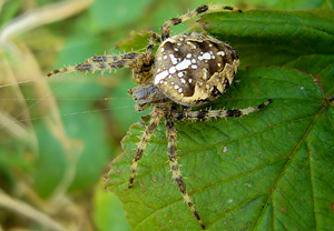 Gartenkreuzspinne (Araneus diadematus) &ndash; Foto 1