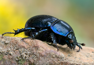 Waldmistkäfer (Anoplotrupes stercorosus) – Foto 2