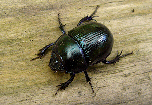 Waldmistkäfer (Anoplotrupes stercorosus) – Foto 3