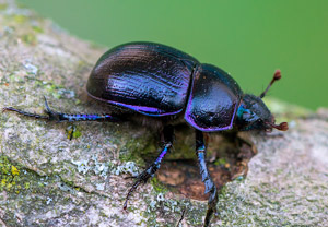 Waldmistkäfer (Anoplotrupes stercorosus), 19.04.2019