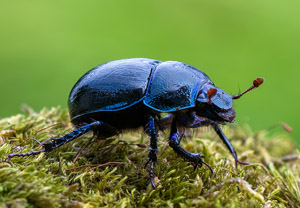 Waldmistkäfer (Anoplotrupes stercorosus), 22.08.2019
