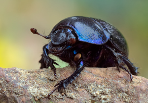 Waldmistkäfer (Anoplotrupes stercorosus)