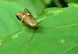 Gebänderte Langhornmotte (Nemophora degeerella) &ndash; Foto 1