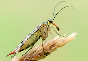Gemeine Skorpionsfliege (Panorpa vulgaris) – Foto 2