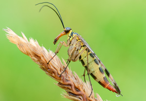 Gemeine Skorpionsfliege (Panorpa vulgaris) – Foto 3