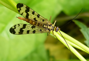 Gemeine Skorpionsfliege (Panorpa vulgaris), Asterstein