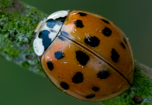 Asiatischer Marienkäfer (Harmonia axyridis) – Foto 2