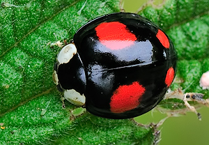 Asiatischer Marienkäfer (Harmonia axyridis) – Foto 3
