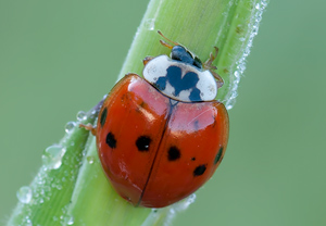 Asiatischer Marienkäfer (Harmonia axyridis) – Foto 4