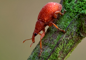 Sauerampfer Spitzmausrüssler (Apion frumentarium)