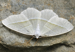 Perlglanzspanner (Campaea margaritaria) &ndash; Foto 2