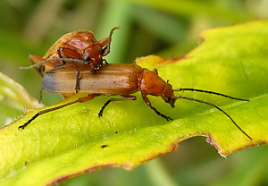 Rotgelber Weichkäfer (Rhagonycha fulva), Asterstein