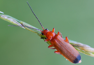 Rotgelber Weichkäfer (Rhagonycha fulva), 25.06.2011