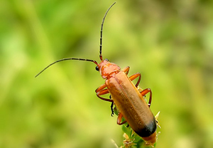 Rotgelber Weichkäfer (Rhagonycha fulva), Asterstein