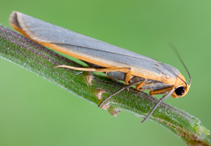 Nadelwald-Flechtenbärchen (Eilema depressa), 30.07.2011