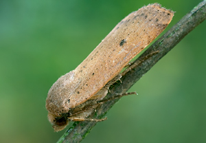 Breitflügelige Bandeule (Noctua comes) – Foto 2