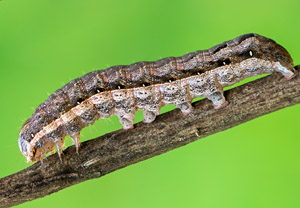 Breitflügelige Bandeule (Noctua comes), 17.03.2019
